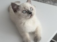 British shorthair 2,5 aylık safkan yavrumuz