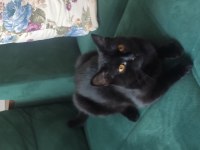 ÜCRETSİZ BABA SCOTTISH FOLD , ANNE SİYAM DİŞİ KEDİ