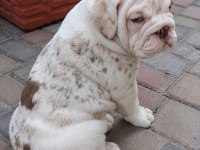 RENKLİ BULLDOG ÇOCUKLAR