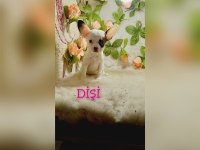 Kendi kızımın chihuahua bebekleri