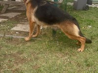 2 ADET SAFKAN ALMAN COBAN KOPEGİ KİSİDE HAMİLEDİR