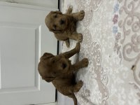 Maltipoo yavrular