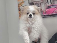 Pomeranian Bebek Köpeğimiz