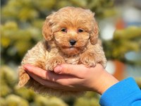 2.5 aylık erkek yavru Maltipoo