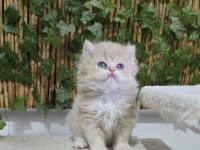 Özel renk british arayanlara Lilac Golden renkli Erkek yavru