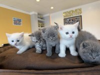 KEDİ DÜNYASINDAN RENK RENK BRITISH YAVRULAR ANKARA
