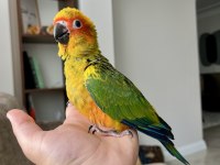 El Besleme Bebek Güneş Konur Papağanları