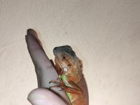 İguana yasal belgeli cipli