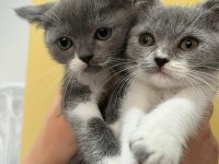 ANKARA İÇİ OYUNCU BEBEK KEDİŞ