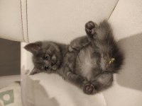 British longhair yavru