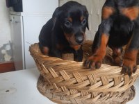 King doberman yavrularım