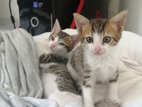 2 AYLIK ANNESİZ YAVRU KEDİLER