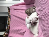 Yavru sahiplendirme british shorthair
