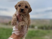 Türkiyenin en güzeli maltipoo köpeği