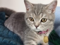 British Shorthair 3,5 Aylık Dişi