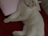 Blue Point Erkek British Shorthair