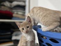 MİNİK TATLI YAVRU KEDİLERİMİZ EV ARIYOR