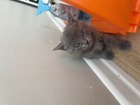10 Haziran doğumlu british shorthair güzellik