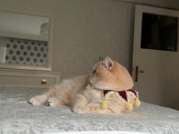 Saf kan gerçek golden kedimiz