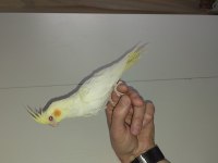 2.5 aylık ev üretimi sultan papağanı kuşlar