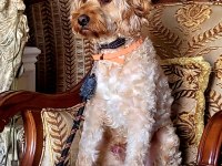 Sevimli maltipoo oğlumuza onu sevecek yuva arıyoruz