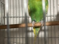Jumbo muhabbet kuşları