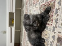 Scottish fold yavrularım iki aylık ücretsiz