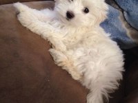 Show Kalite Maltese Bebeler