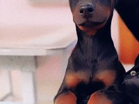 KİNG DOBERMAN YAVRULAR