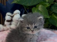 Bebek british longhair kedimiz
