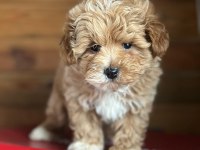 MALTİPOO YAVRULARIMIZ