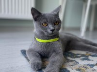 8 aylık Dişi British Shorthair Malzemeleri ile birlikte
