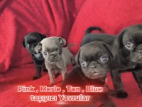 Siyah Renk Pug Mops Yavruları