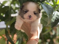 POMERANİAN BOO YAVRU