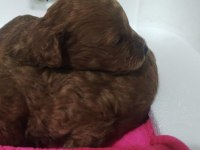 Toy poodle orjinal isteyenlere