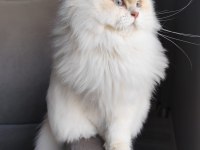 British Longhair 2 Yaşında