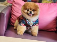 TÜRKİYENİN EN İYİSİ İDDAA EÐİYORUZ POMERANİAN