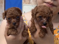 Toypoodle sevimli yavrular 