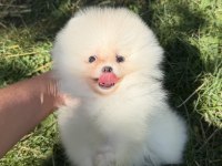 KUSUSRSUZ GÜZELLIK ÜST DÜZEY POMERANİAN BOO