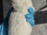 Kore Maltipoo yavruları
