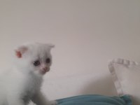 Scottish Fold Beyaz ve Blue Point yavru