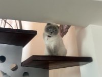 Birbirinden ayrılmayan tatlı scottish fold arkadaşlar
