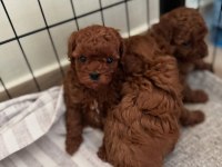 Aşılı Pasaportlu Toy Poodle Yavrularımız