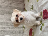 Dişi 5 Aylık Maltipoo Yavru