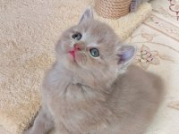 LİLAC ERKEK VE DİŞİ YAVRU KEDİLER