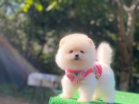 Pomeranian boo yavrularımız