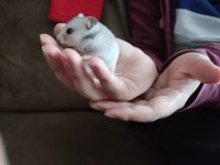 Çok Şirin Yavru Hamsterler Suriye ve Gonzales