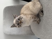 Ns24 Silver Tabby British Shorthair