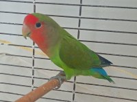 Sevda papağanı 13 aylık