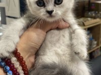 British shorthair kızım sahiplendirilecektir